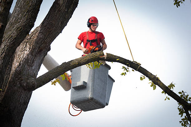 How Our Tree Care Process Works  in  Belington, WV